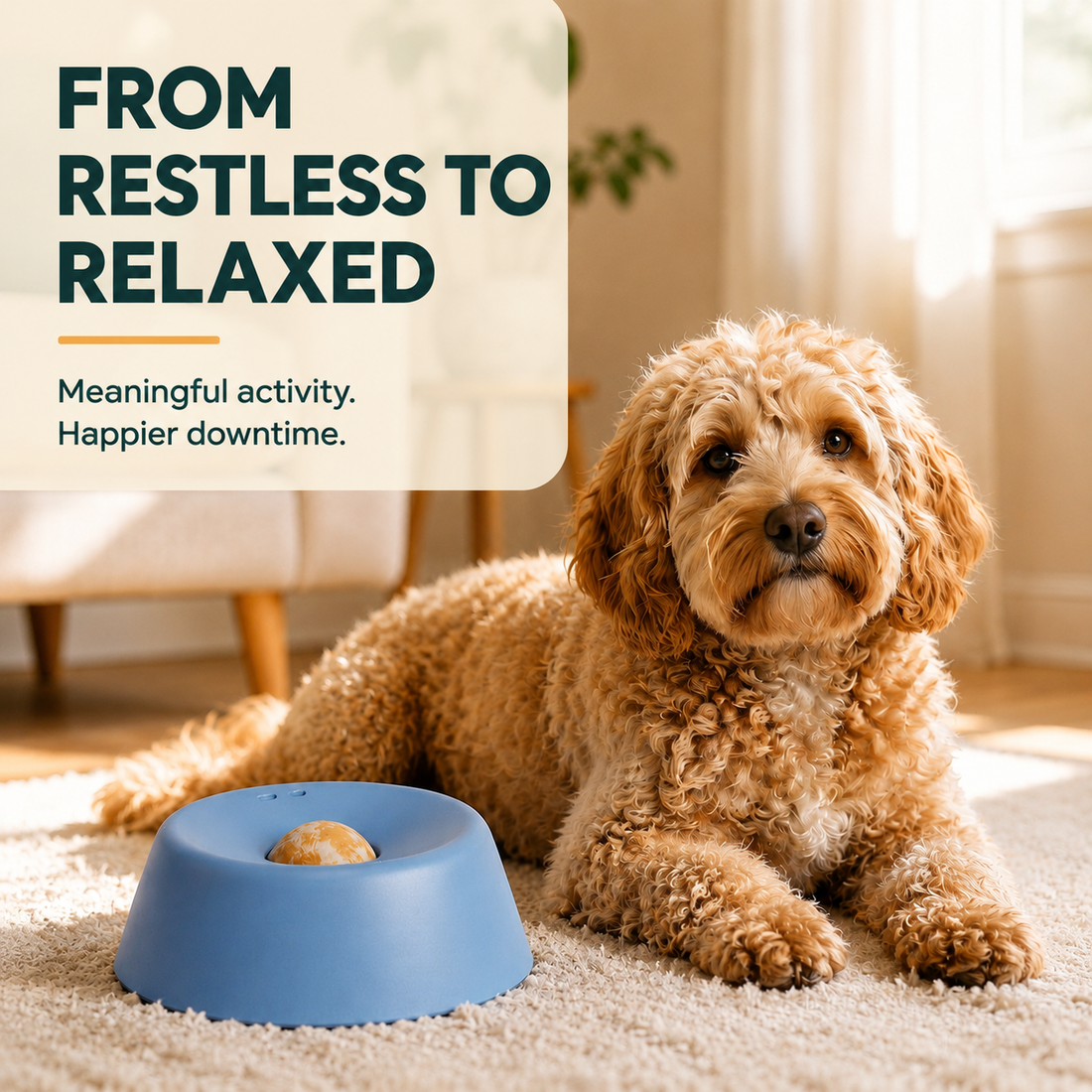 A relaxed dog after enrichment time